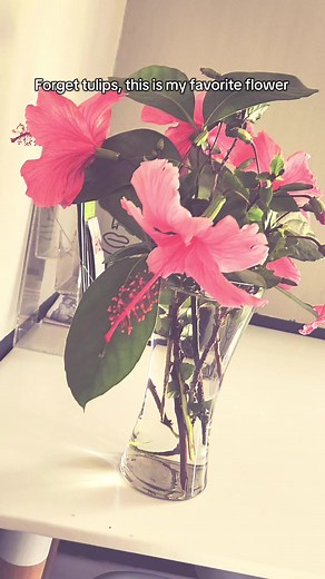 The hibiscus symbolizes divine feminine energy, beauty, love, passion, and transformation, connecting the physical and spiritual worlds with its vibrant, ephemeral blooms, representing cycles of life, renewal, and emotional healing, often used in rituals for self-love, attracting abundance, and warding off negativity. Different colors carry specific meanings, like red for passion (Kali) and white for purity, while its use in teas and baths is common for grounding and enhancing intuition. #hibisc