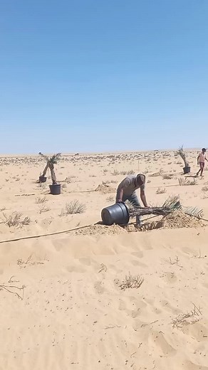 Planting Palm Trees in the Desert Environment
