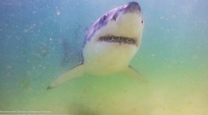 How many sharks were seen off of Cape Cod in August?