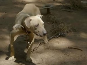 Découverte d'un élevage clandestin de chiens de combat (vidéo)