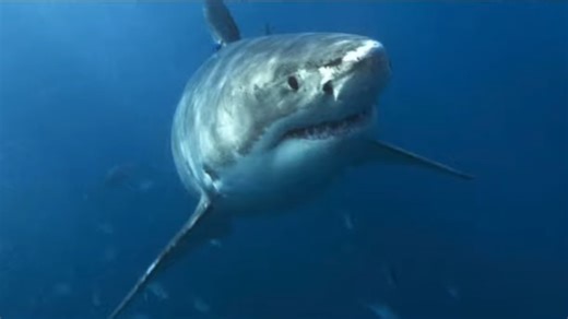 Shark attacks and fatalities rising