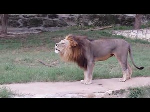 Best Lion Roars