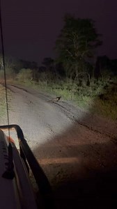 15K views · 133 reactions | Marsh mongooseWhile the Marsh (or Water)...