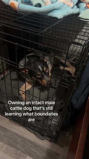 #cattledog #blueheeler #dogpack