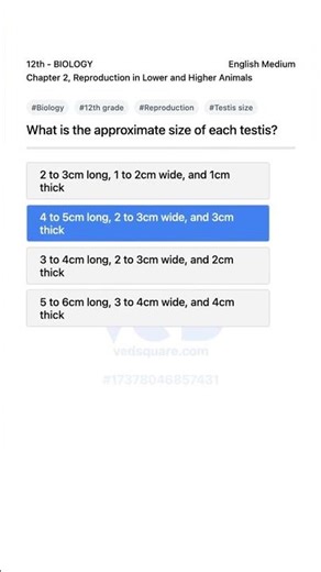 What is the size of each testis Biology 12th Reproduction in Lower and Higher Animals