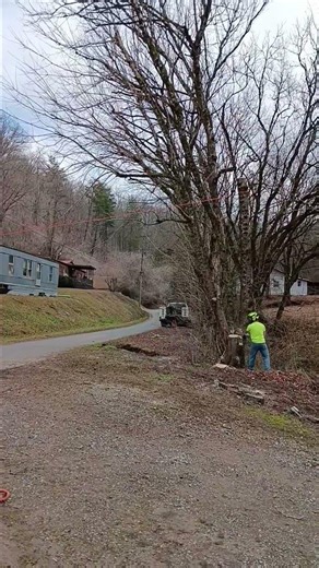 Box Elder tree removal #arborist #sendit #stihl #treefelling #treeremoval #462