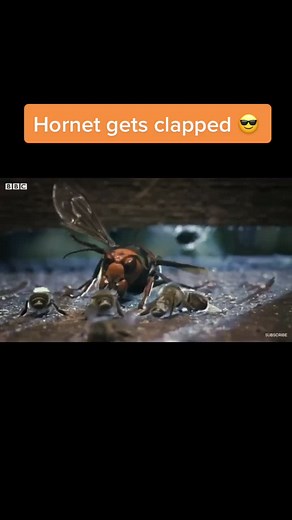 Dangerous Encounter: Hornet Gets Clapped by Godzilla
