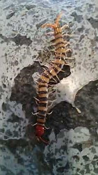 huge centipede