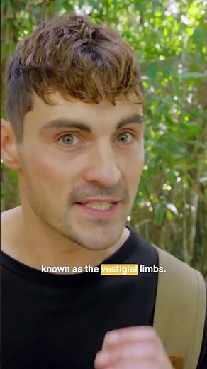 A Snake With Legs?? The Evolution Shock Explained