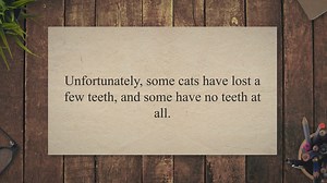 How to Care For Cats with No Teeth?