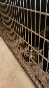 26 reactions · 28 shares | RESCUED BY ALL 4 THE LOVE OF CATS! PATTY &...