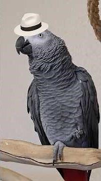 Its Chicken Jackson 🕺