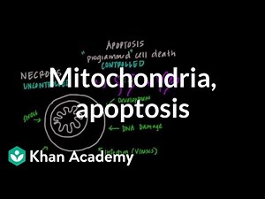 Mitochondria, apoptosis, and oxidative stress | Cells | MCAT | Khan Academy