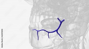The inferior labial vein is the vein receiving blood from the lower lip .