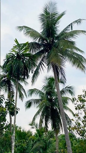 ￼ Coconut Tree Full Growth 🌴 | From Seed to Tall Coconut Palm