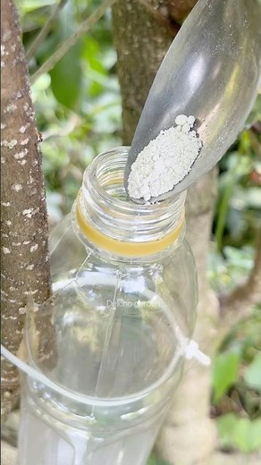 propagating plants using bottles and water🪴 #shorts #gardening #plants