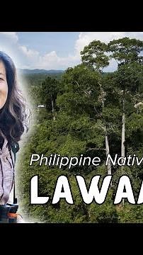 #PhilippineNativeTrees: Lawaan (𝘚𝘩𝘰𝘳𝘦𝘢 𝘤𝘰𝘯𝘵𝘰𝘳𝘵𝘢)
