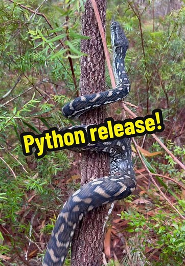 Coastal Carpet Python release! 🐍