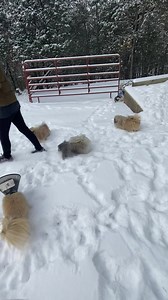 The news is out! The dogs know there must be something fun on the other side of the door! Time for the humans to bundle and chase dogs through the snow! | Liz E.'s Pekingese Rescue and Sanctuary