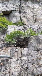 Bonsai pruning and making tips for beginners