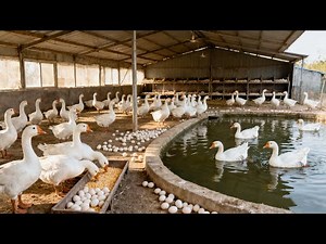 Free range White Geese - How to raise white geese to produce eggs and meat.