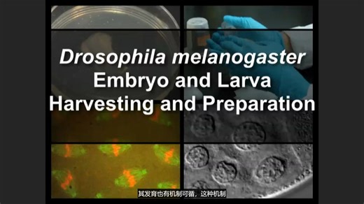 果蝇胚胎和幼虫的收集（中文字幕）