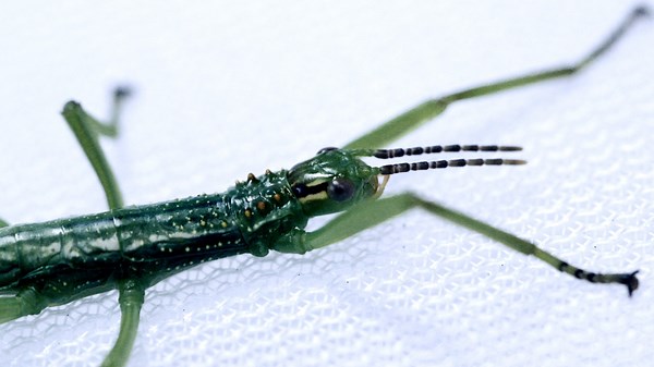 These Stick Insects Are The Celebrities of the Bug World!