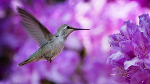 Baby hummingbirds could be migrating through your yard. Track hummingbird migration, map 2025