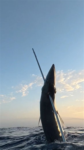 spearfishing brain 🧠 damage barracuda