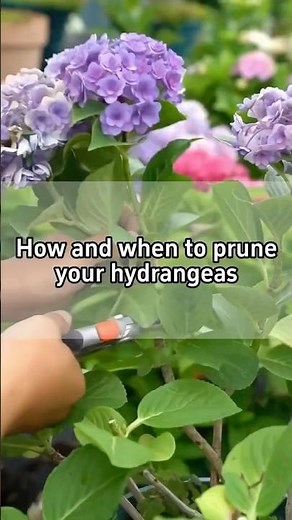 How & When to Prune Hydrangeas the RIGHT Way!