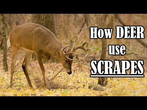Ep 21 - How do deer use scrapes?