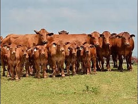 Encuentro de Criadores de Ganado Beefmaster en Texas USA - TvAgro por Juan Gonzalo Angel