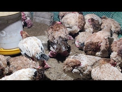 close-up of Dong Tao chickens with very large legs, genetic mutation of large-legged chickens 2026