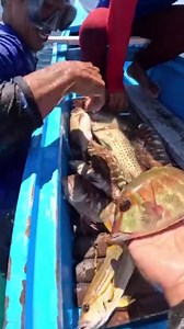 Hindi Pa Kami Natapos Hango Ng Trap Pero Puno na Catch & Sell #AmazingSea #fyp #foryourpage #amazingseavideos #viral #viraltiktok #viralfishing #fishingadventure #underwater #foryou #tiktokph | AmazingSea Vlog