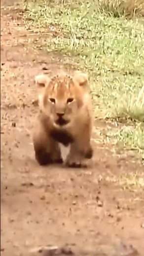 Baby Lion Roars | Lion Cub Roaring