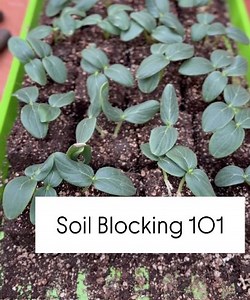 12K views · 285 reactions | Save this Post: Soil Blocking 101 LINK...