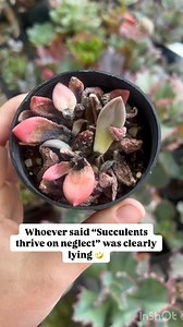 23K views · 153 reactions | Succulents are tough, but rot happens FAST when the conditions aren’t right! 﫠 This one didn’t just dry out, it rotted from the base, likely due to trapped moisture and heat. Rot spreads quickly, so if you see squishy, dark leaves, act fast and remove affected parts! | Kathssuccs | Facebook