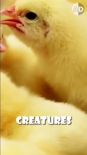 The Shocking Truth About Male Chick Culling in the Egg Industry