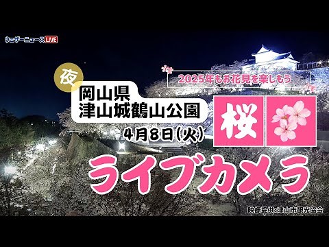 【夜桜ライブカメラ】ソメイヨシノ／「岡山県・津山城鶴山公園」ライブカメラより/Cherry Blossom Live Camera 2025年4月8日(火) #桜 #さくら #ソメイヨシノ