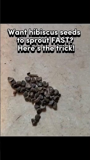 How to Sprout Hibiscus Seeds FAST? #shorts #gardeningforbeginners #seedsgermination