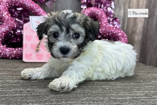 Kaleb - Havanese Puppy 8B9AD4
