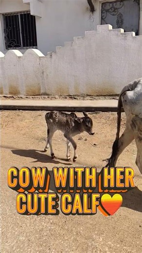 Most Cute Cow and Calf Moment ❤️🐮 #cow #calf #cuteanimals #unboxeraakash