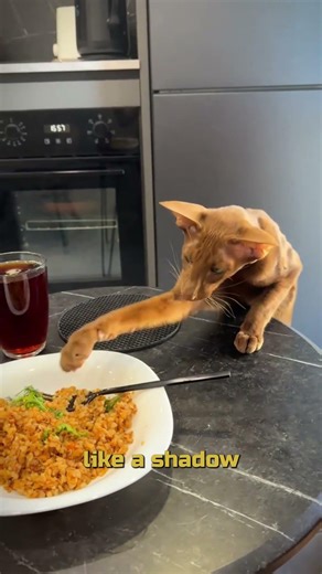 An elf-cat with zero volume control #shorts