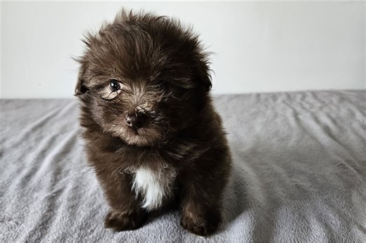 Keaton - Poma-Poo Puppy 1812EF