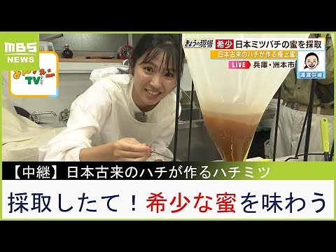 希少なハチミツ！日本古来のハチ『日本ミツバチ』が作る極上蜜...採取したてのお味は？【現場から生中継】（2023年7月7日）