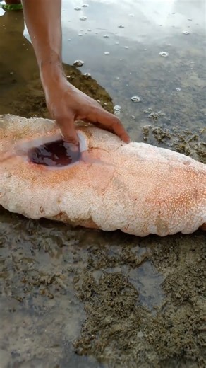 Cutting an ALIEN Sea Cucumber! 👽