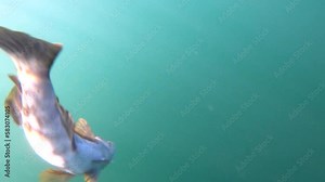 Sculpin is released from jig lure and swims back to ocean depths