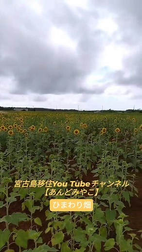 #宮古島ユーチューブ #宮古島情報 #宮古島YouTube #宮古島移住 #宮古島