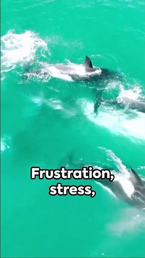 Why Orcas Only Attack In Captivity