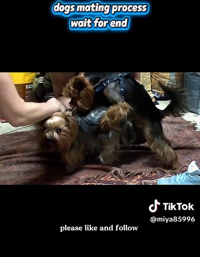 Understanding the Dog Breeding Process Step-by-Step